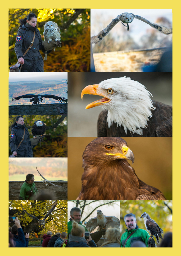 Collage - Falkenhof-Augustusburg