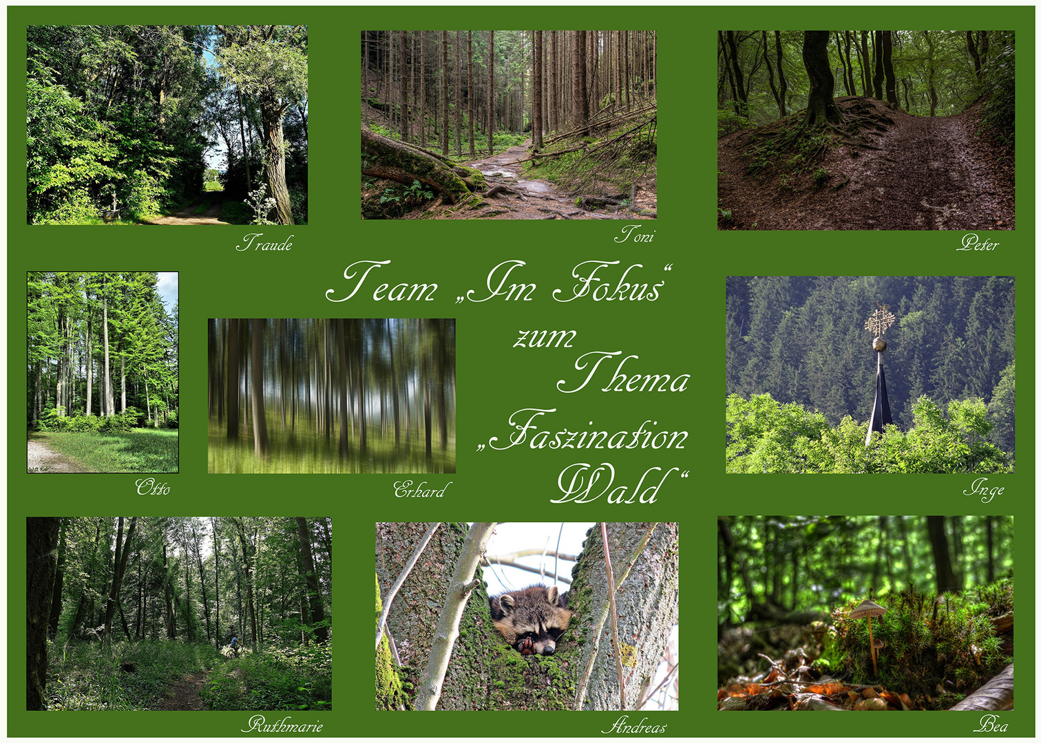 Collage "Fazination Wald"