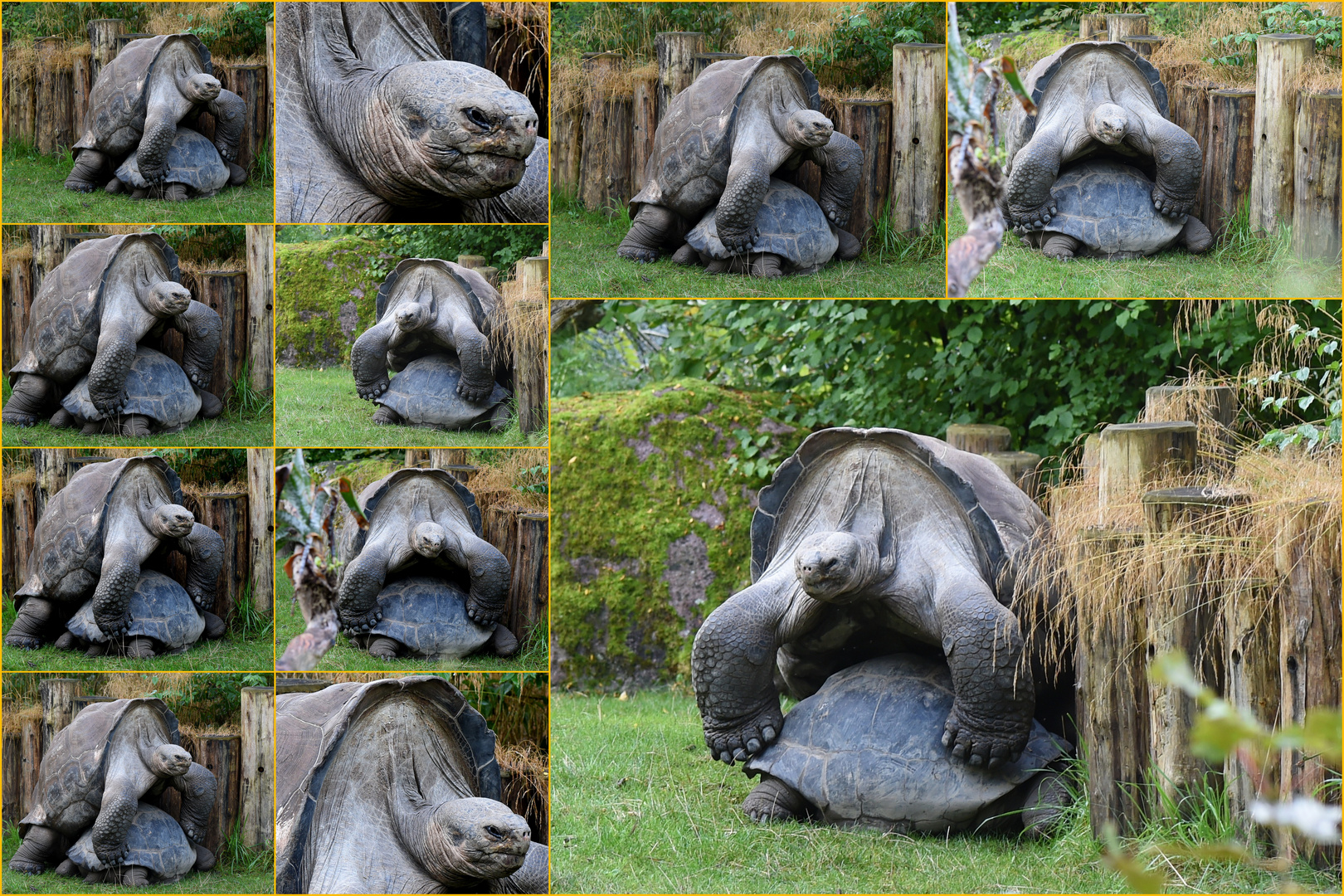 Collage: Galapagosschildkröten im Zürich Zoo