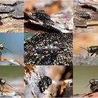 Collage  Gefleckter Nadelholzprachtkäfer (Buprestis novemmaculata)