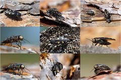 Collage  Gefleckter Nadelholzprachtkäfer (Buprestis novemmaculata)