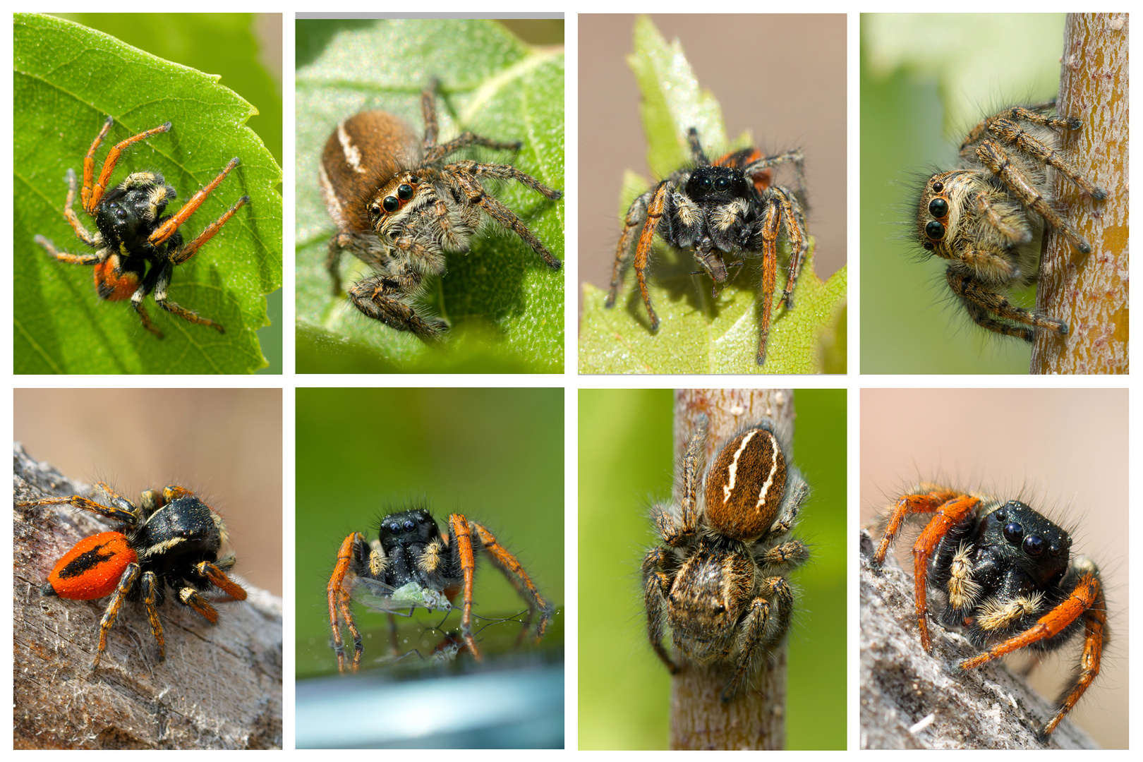 Collage Goldaugen-Springspinne (Philaeus chrysops)