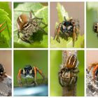 Collage Goldaugen-Springspinne (Philaeus chrysops)