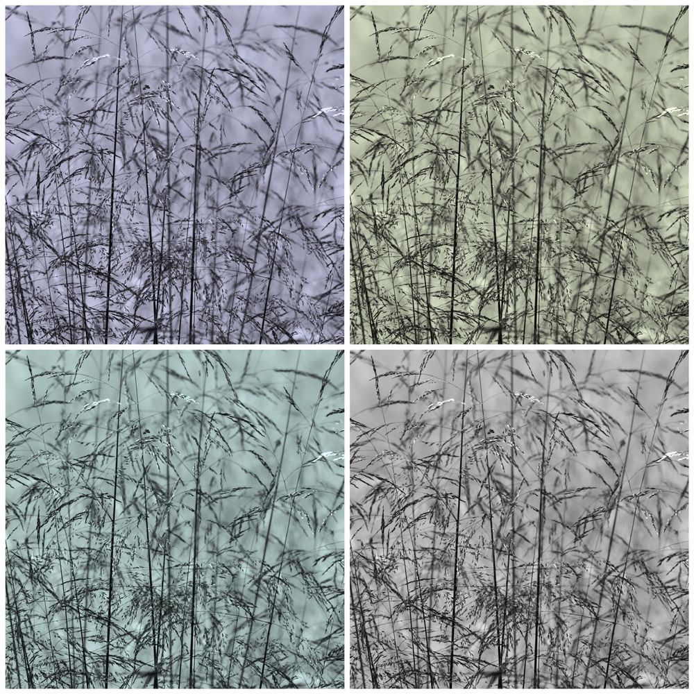 Collage Grass