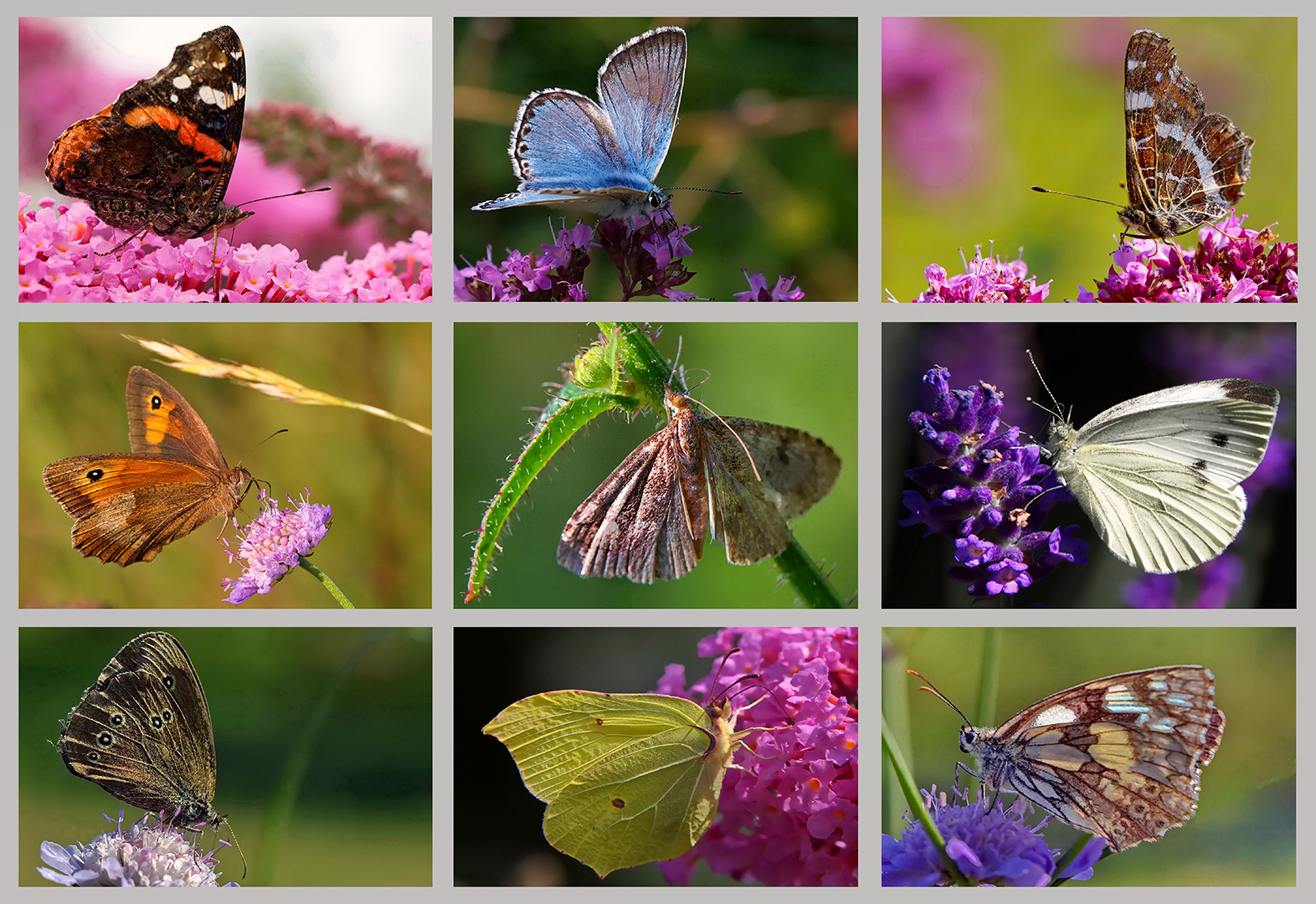 Collage Heimische-Schmetterlinge