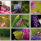Collage Heimische-Schmetterlinge