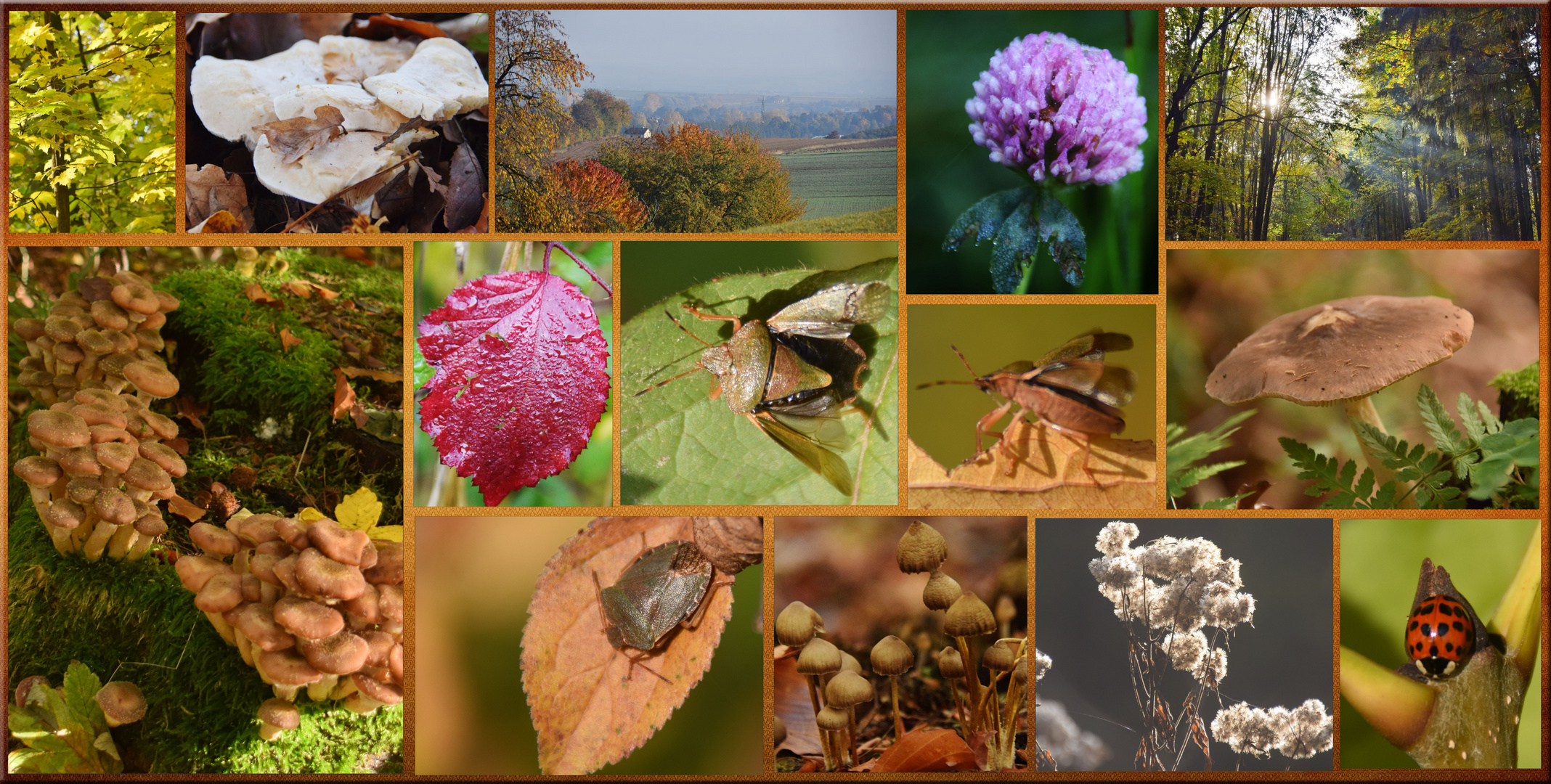 Collage Herbst