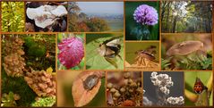 Collage Herbst