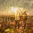 Collage Herbstspaziergang mit meiner lieben Frau