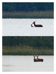Collage Hirsche im Wasser  - Doku - 
