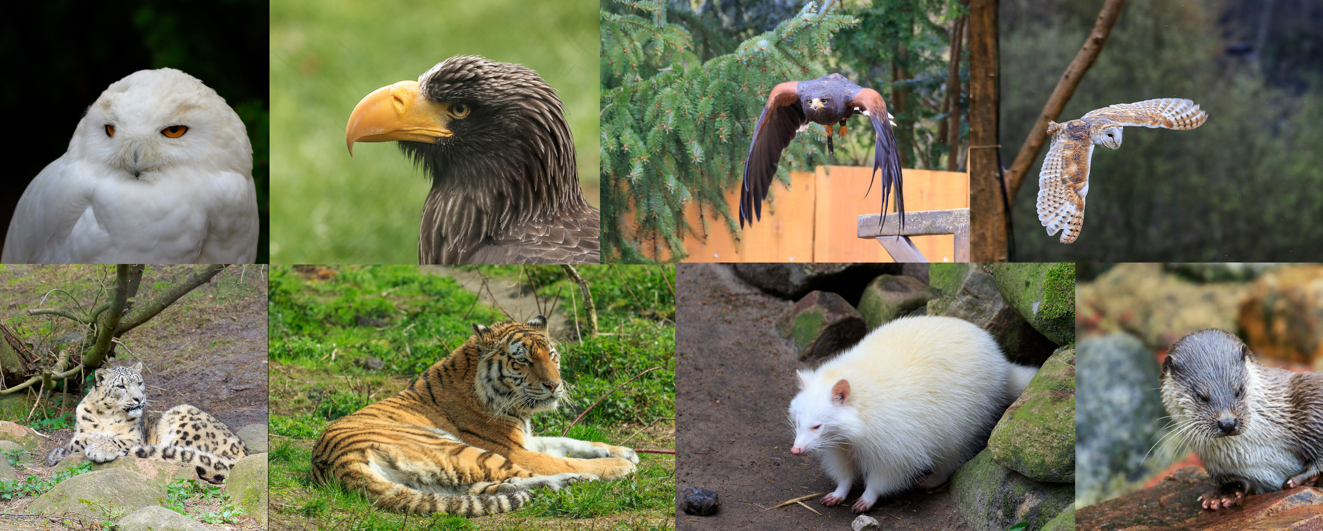 Collage im Tierpark Ninburg Lüneburger Heide