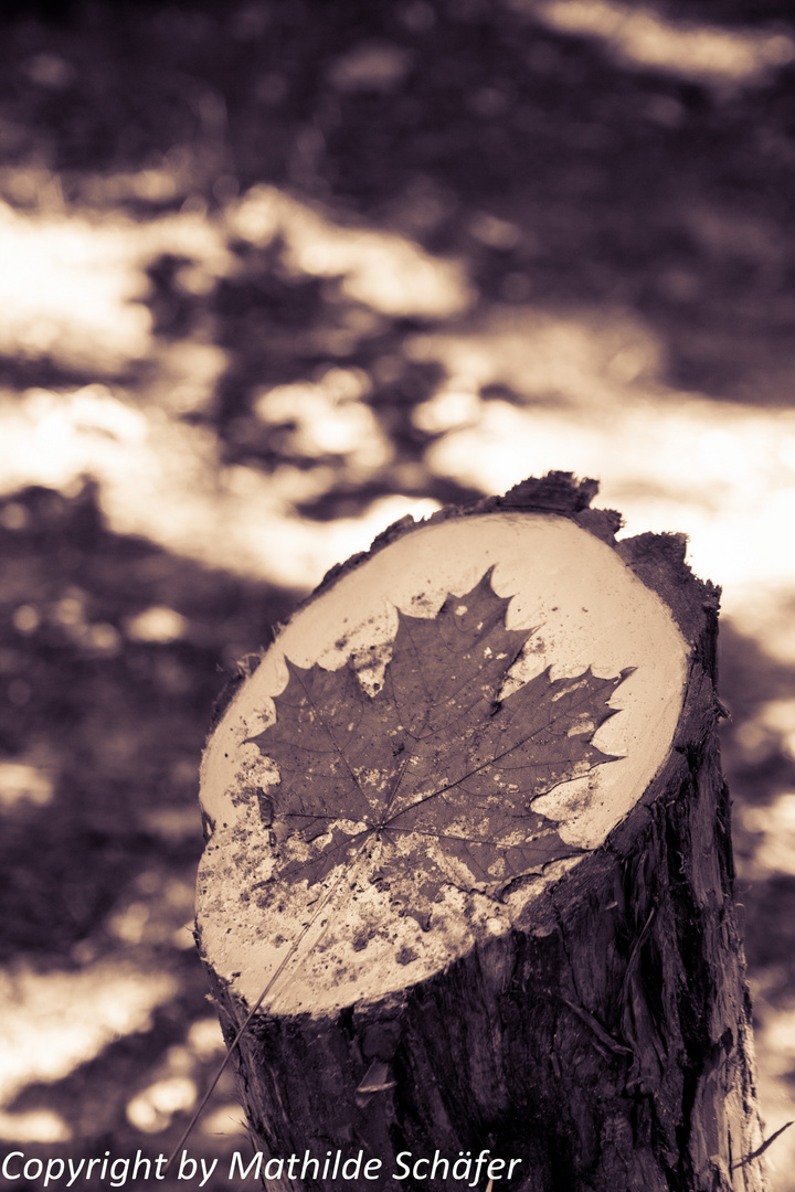 Collage im Wald