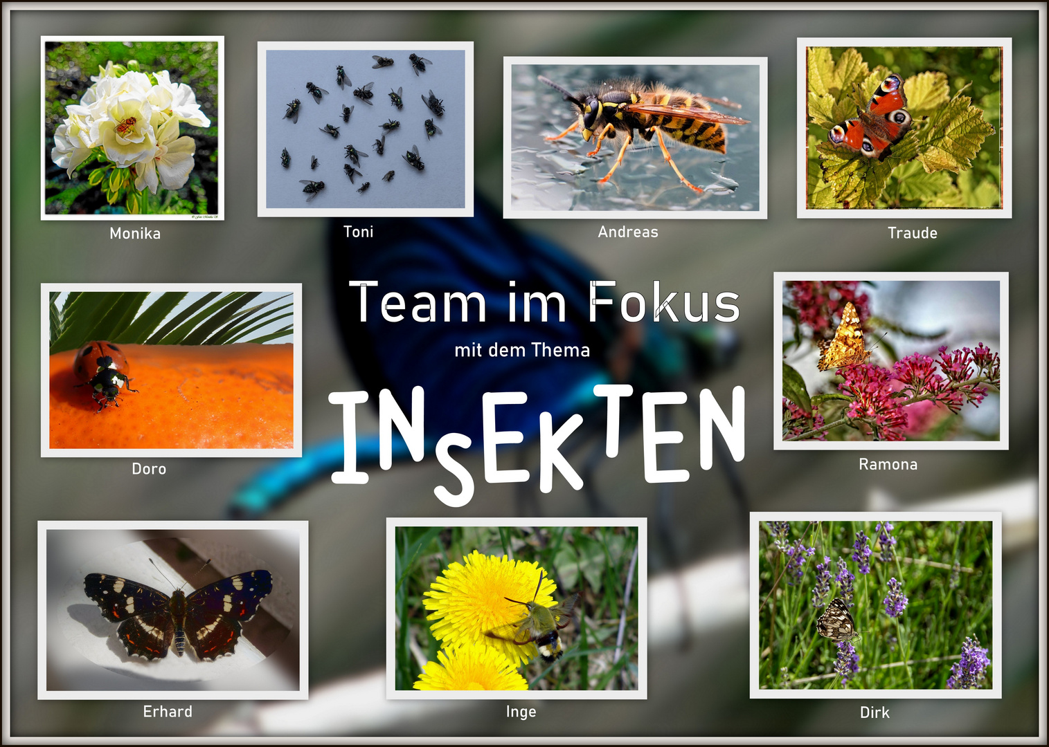 Collage "Insekten"