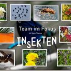 Collage "Insekten"