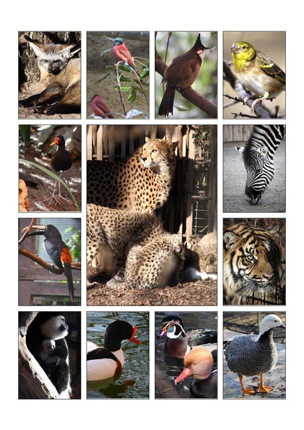 Collage Krefelder Zoo