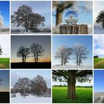 Collage "Lieblingsbäume"