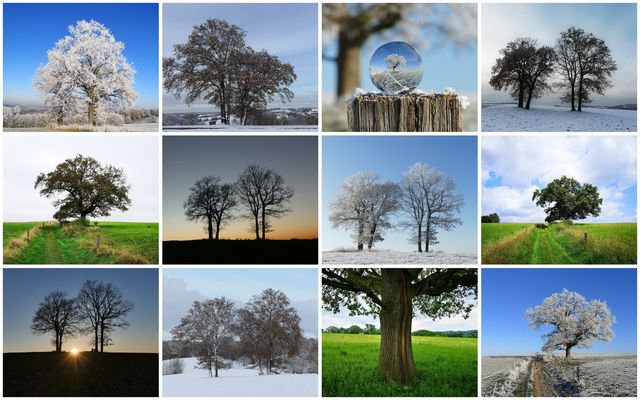 Collage "Lieblingsbäume"