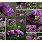 Collage lila Mohn