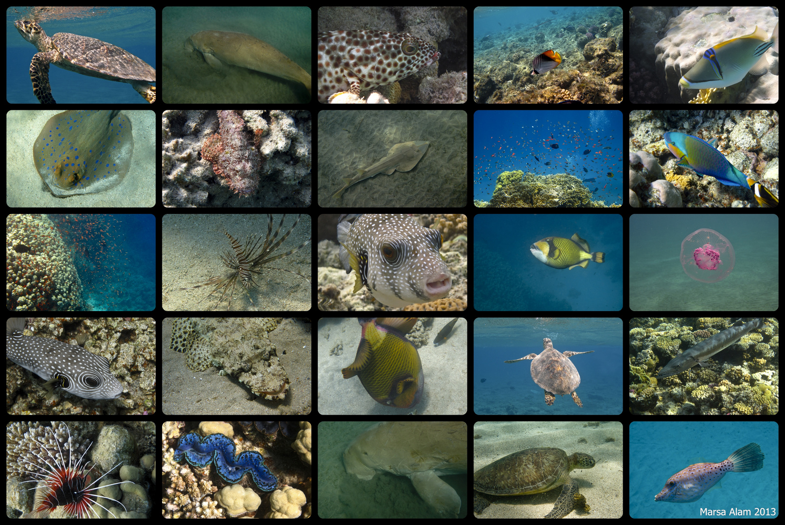 Collage Marsa Alam 2013