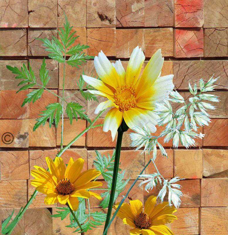 Collage mit Blumen und Blättern