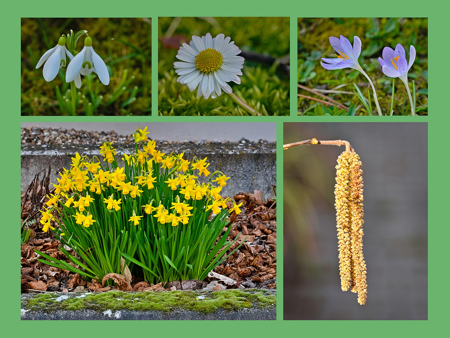 Collage mit Frühblühern