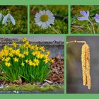 Collage mit Frühblühern