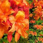Collage mit orange Rhododendron