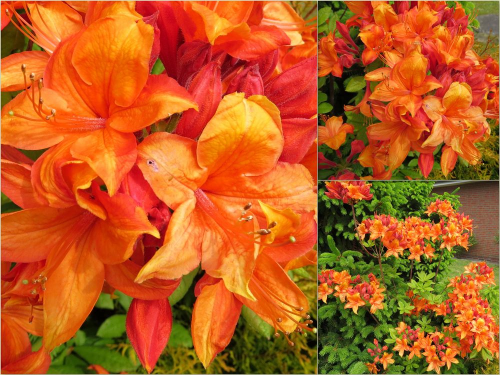 Collage mit orange Rhododendron