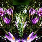 Collage mit Schneeglöckchen und lila Krokuss
