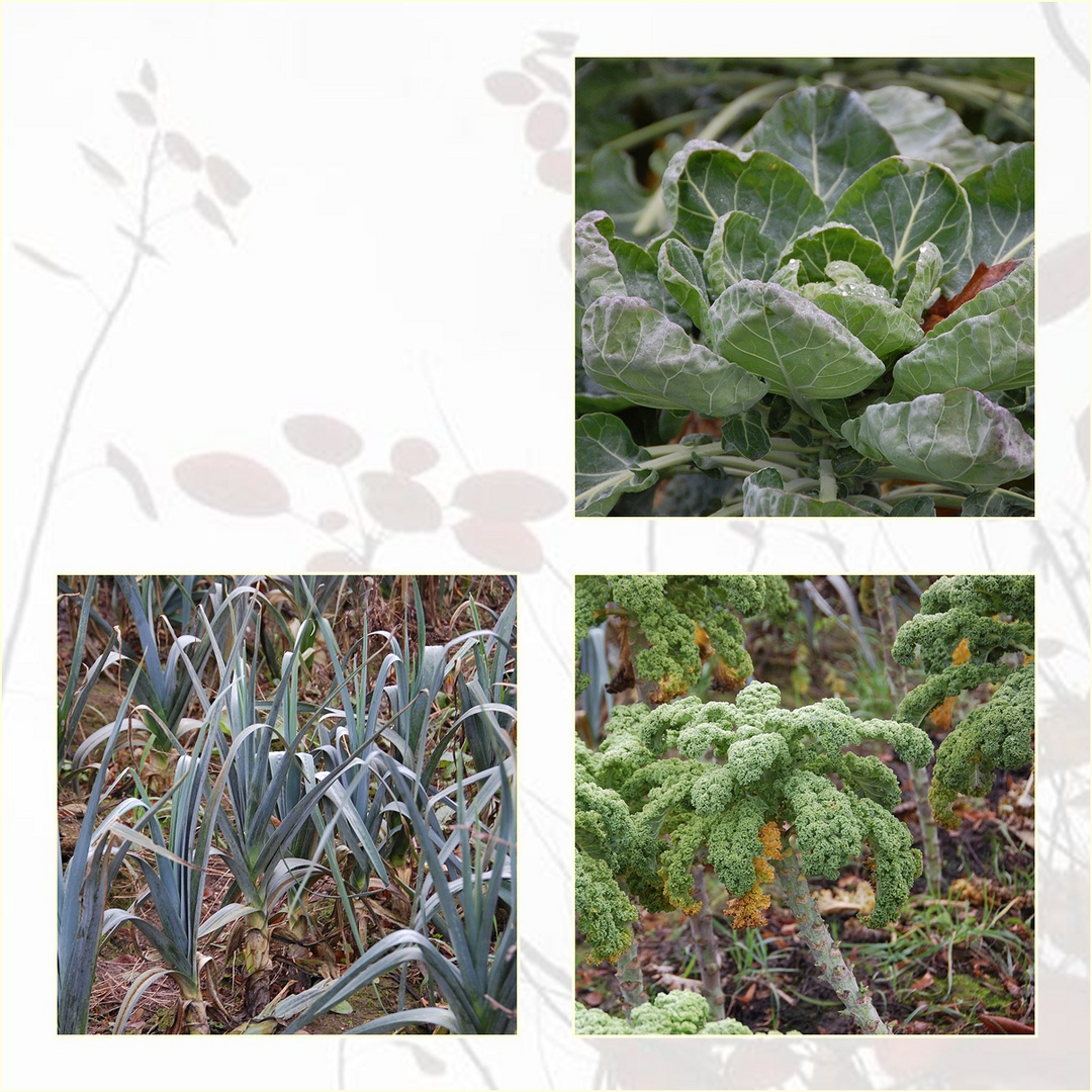 Collage mit Wintergemüse