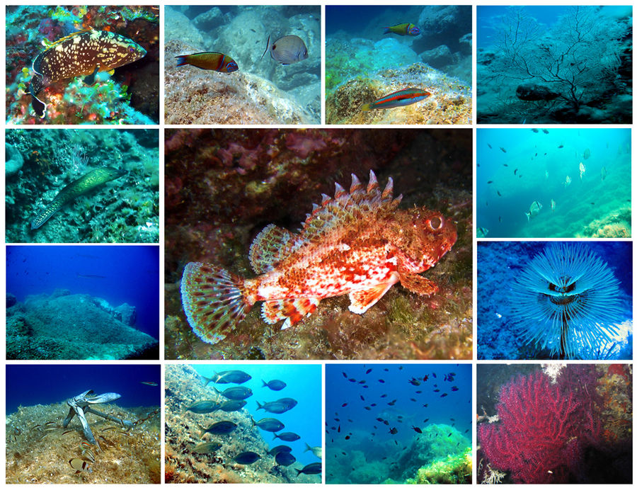 Collage Mittelmeer Fauna