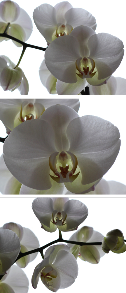 Collage - Orchidee