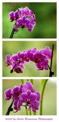 Collage Orchidee