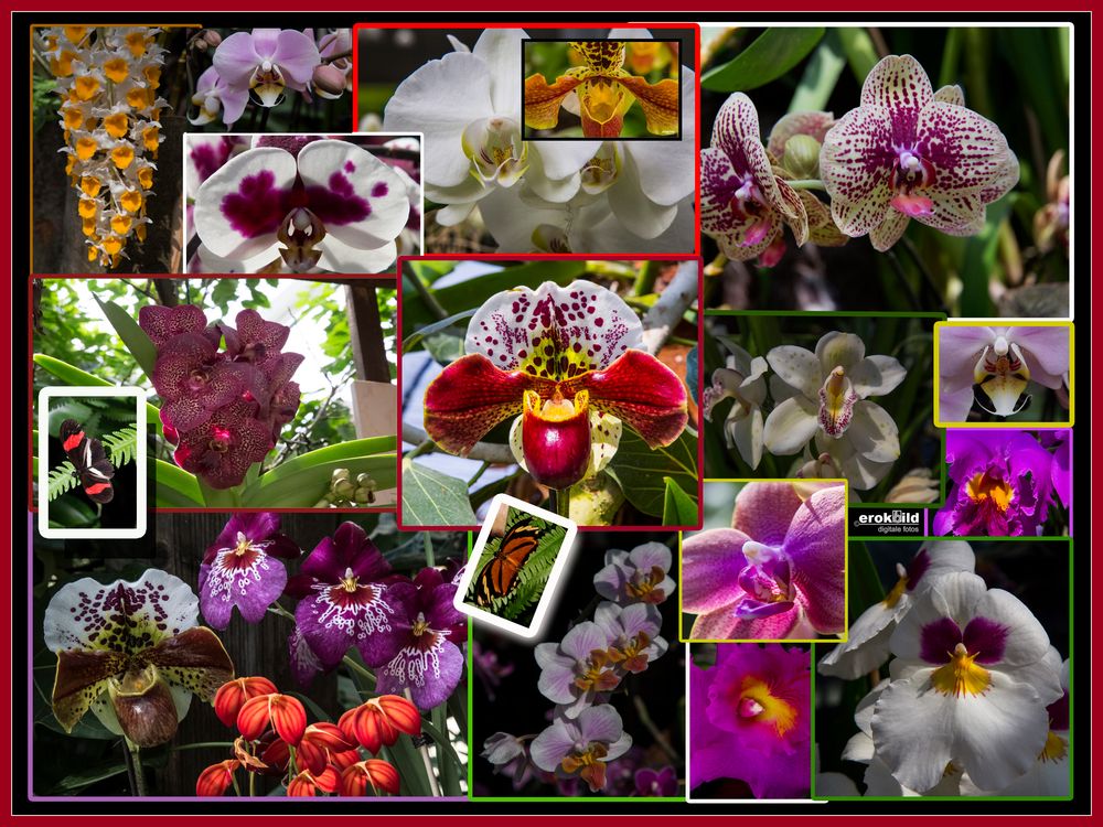 Collage Orchideen Insel Mainau
