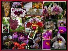 Collage Orchideen Insel Mainau