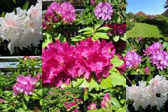 Collage Rghododendron