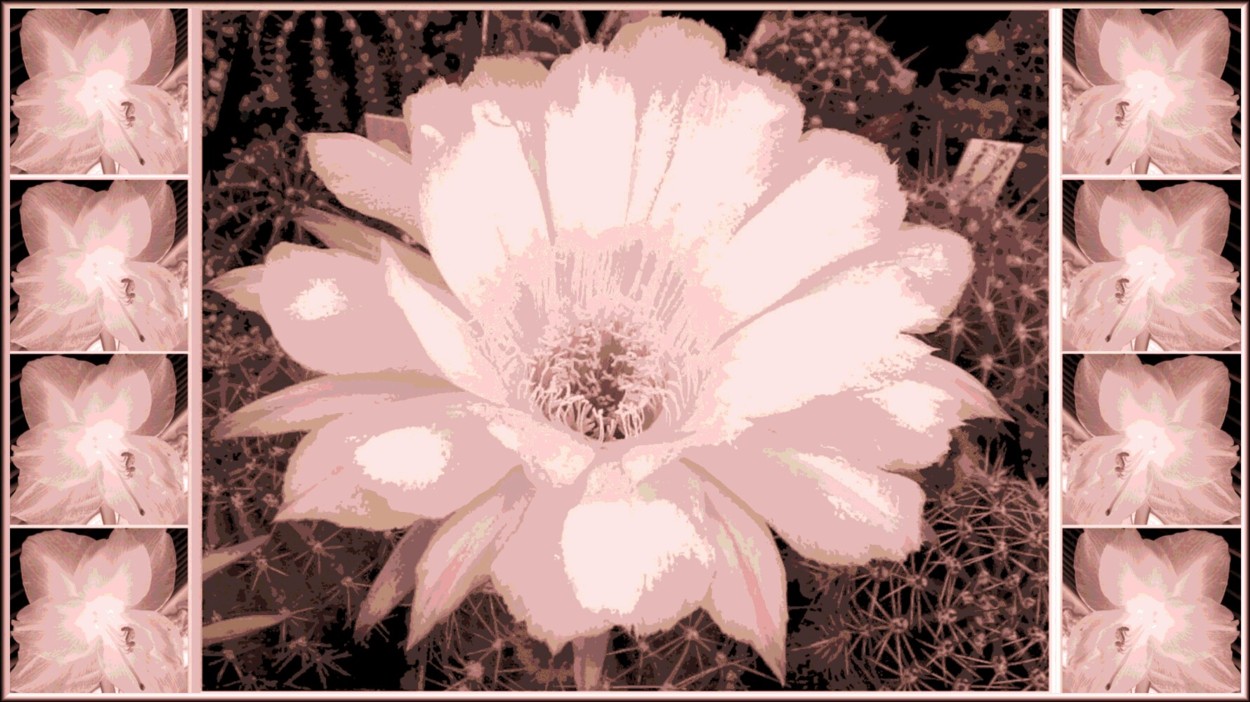 Collage rosa Kaktusblüte