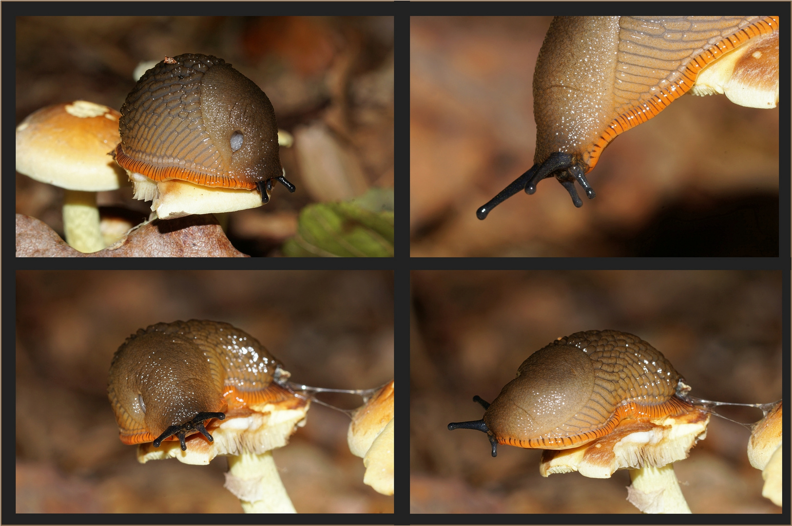 Collage rote Wegschnecke - feine Details