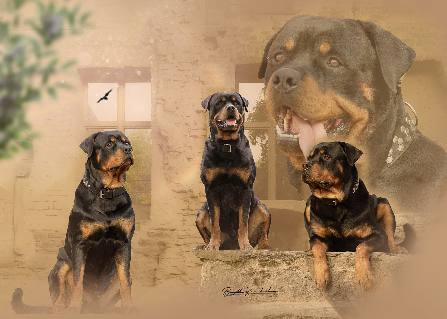 Collage Rottweiler 