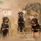Collage Rottweiler 