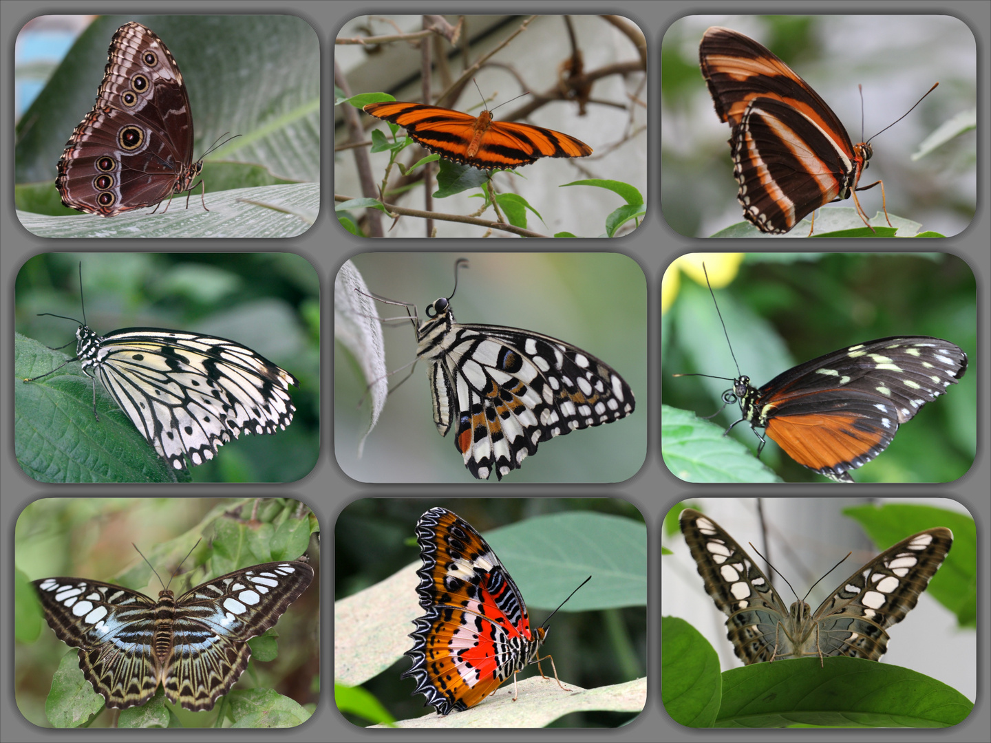 Collage Schmetterlingshaus Krefelder Zoo