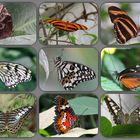Collage Schmetterlingshaus Krefelder Zoo
