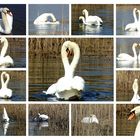 Collage Schwanenhochzeit