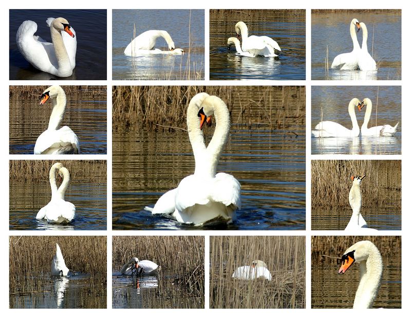 Collage Schwanenhochzeit