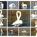 Collage Schwanenhochzeit