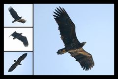 Collage Seeadler