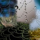 Collage Spinnennetzt mit Tropfen