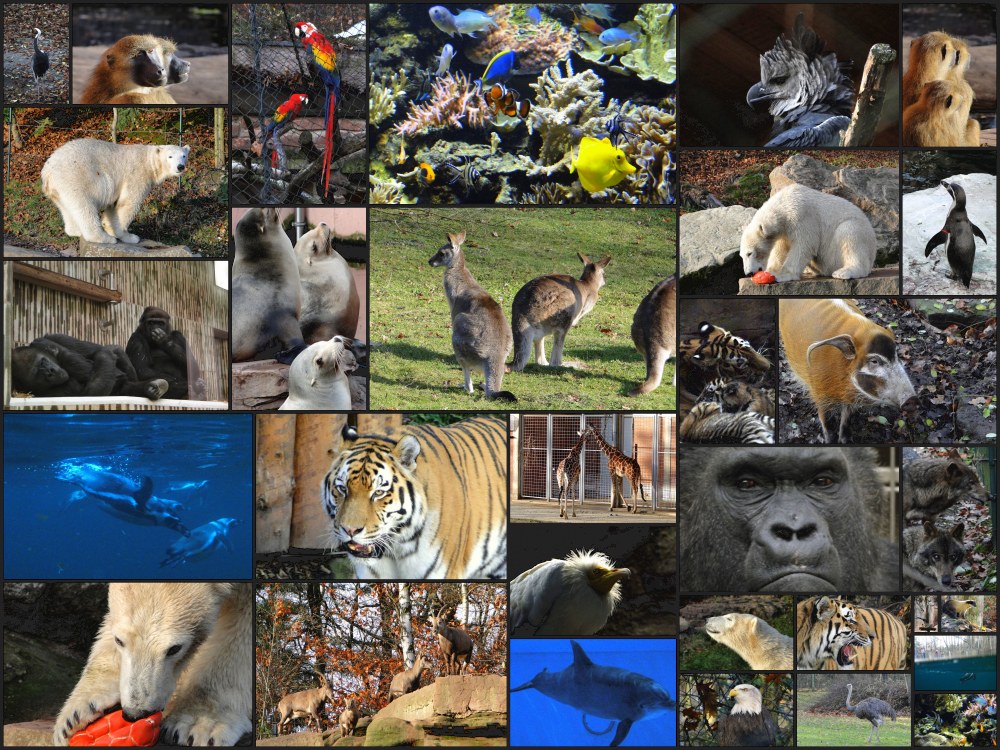 Collage Tiergarten Nürnberg