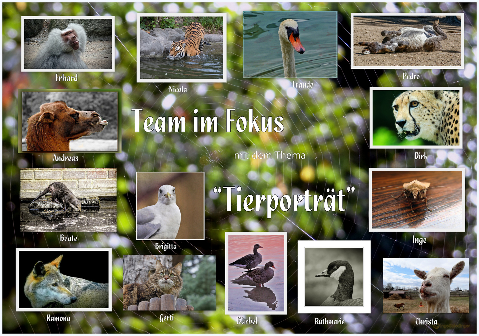 Collage "Tierporträt"