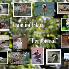 Collage "Tierporträt"